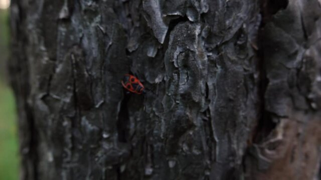 small insects running around the tree