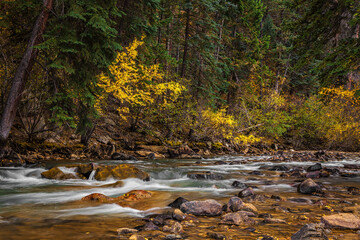 Fototapeta na wymiar Autumn river woodland scene in Colorado