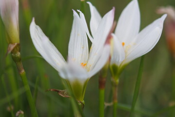Fototapeta na wymiar 2 flowers of white rain lily. Closeup size. Horizontally oriented picture.