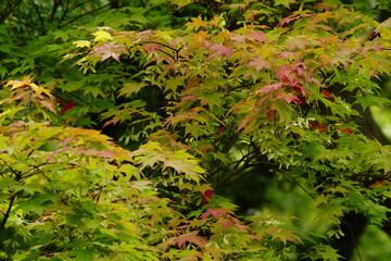 Fototapeta premium 紅葉が始まった日本楓