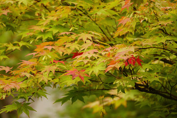 紅葉が始まった日本楓