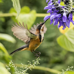 Eastern Spinebill (Acanthorhynchus tenuirostris) is hovering collecting nectar from the flowering...