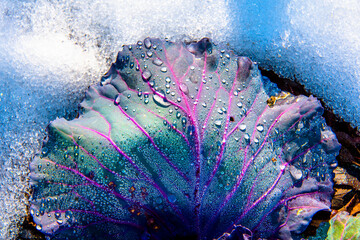 cabbage leaf in the snow