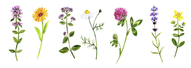 watercolor drawing wild plants