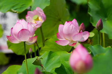 寺院の庭に咲くピンクの蓮の花