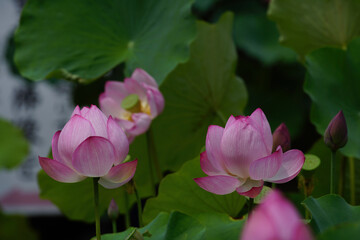 Obraz na płótnie Canvas 寺院の庭に咲くピンクの蓮の花
