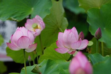 寺院の庭に咲くピンクの蓮の花
