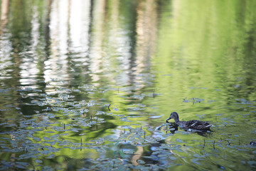 A bird relaxes in a pond on a lake on a Sunny day. Water lilies are swaying in the background.