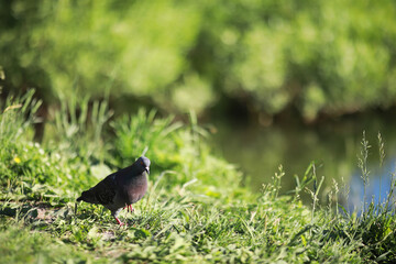 A bird relaxes in a pond on a lake on a Sunny day. Water lilies are swaying in the background.