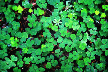 Background from plant clover four leaf. Irish traditional symbol. St.Patrick 's Day.