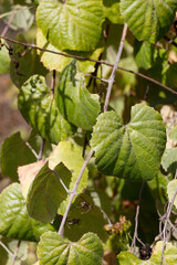 Simple green cordate leaves of Southern California Grape, Vitis Girdiana, Vitaceae, native monoecious perennial deciduous woody vine in Ballona Freshwater Marsh, Southern California Coast, Autumn.