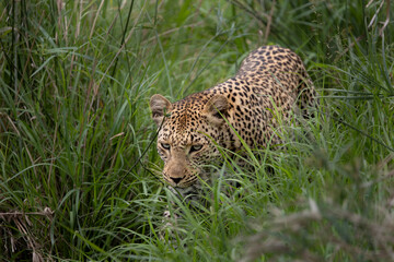 Fototapeta na wymiar Leopard in the wild - Africa