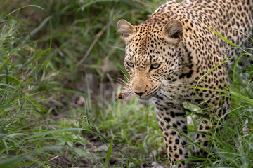 Leopard in the wild - Africa