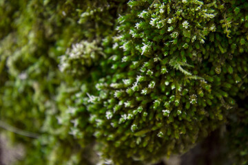 Shooting up close. Macro photography of plants. Winter morning.