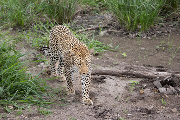 Leopard in the wild - Africa