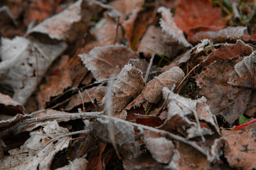 Bright autumn leaves. Fallen leaf. Light frost.