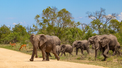 Fototapeta premium elephants in the wild