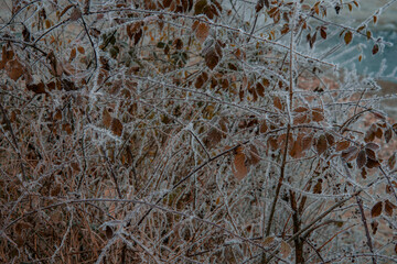Winter frosts. Winter nature. Landscape and winter time.
