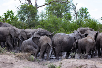 Naklejka premium elephants in the wild