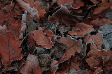 Bright autumn leaves. Fallen leaf. Light frost.