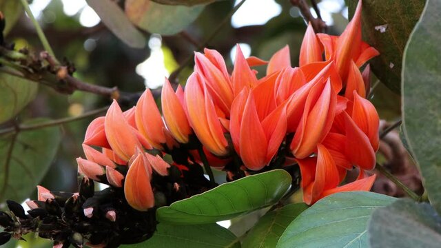 Butea monosperma flower are blooming