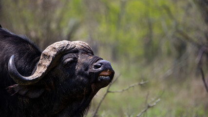 angry cape buffalo