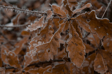 Bright autumn leaves. Fallen leaf. Light frost.