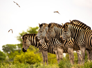 zebra line up © Jurgens