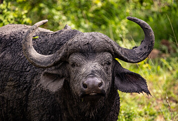 Naklejka premium muddy buffalo in the wild