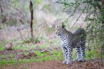 leopard in the wild