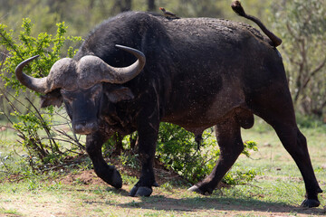 african buffalo in the wild