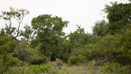 Fototapeta premium leopard on the move