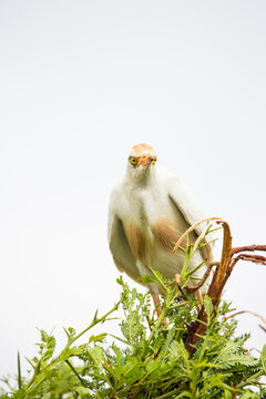 Western Cattle Egret