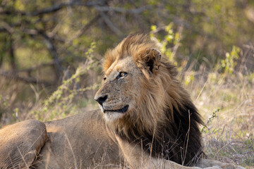 big black-maned lion
