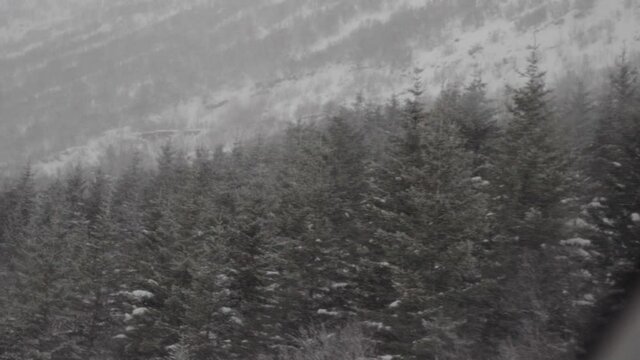 Snowy forest during winter in Norway