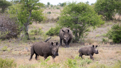 white rhino family