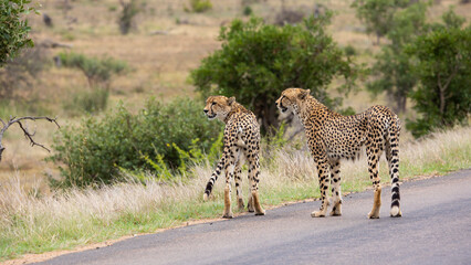 cheetahs on the move