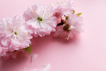 mockup of a spring postcard. blooming sakura branch on a pink background and an envelope