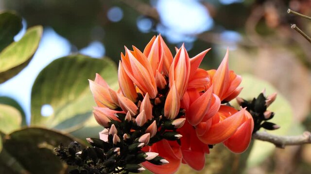 Butea monosperma flower are blooming