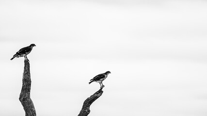 African hawk eagle pair