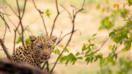 leopard in the wild