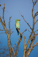 European roller perched in a tree