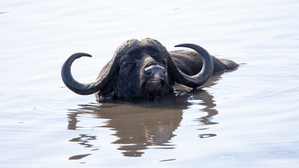 Obraz premium african buffalo in the water