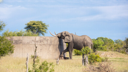 Obraz premium African elephant drinking water from a dam