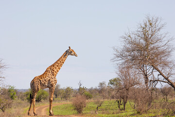 giraffe in the savannah