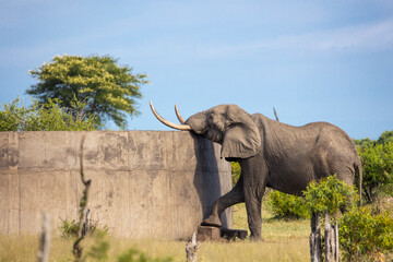 elephants in the wild