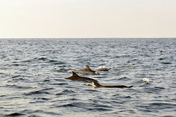 Fototapeta premium Dolphins at Kiluan Gulf, Indonesia.