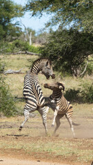 zebra in the wild