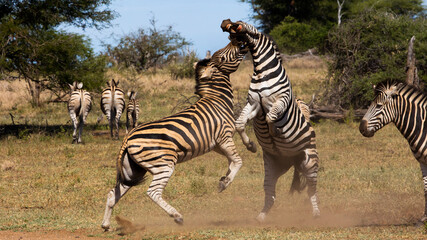 zebra fighting