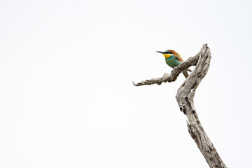 European bee eater